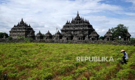 Petani memanen cabai di samping Candi Plaosan, Klaten, Jawa Tengah.