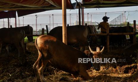 Penjual hewan kurban 