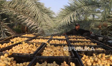 Kementerian Pertanian Palestina mengungkapkan, perubahan iklim telah mengakibatkan panen kurma di wilayah tersebut merosot hampir separuhnya tahun ini. 