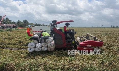 Petani memanen padi menggunakan alat mesin pertanian (alsintan) saat panen raya di areal persawahan lumbung pangan nasional Food Estate di Desa Belanti Siam, Kabupaten Pulang Pisau, Kalimantan Tengah, Sabtu (12/9/2020). Panen raya di areal Food Estate tersebut stabil meski di tengah pandemi COVID-19 dan menghasilkan total 12 ton padi jenis hibrida dari lahan dua hektare.