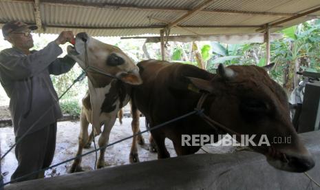 Pekerja memberi minuman untuk sapi kurban.