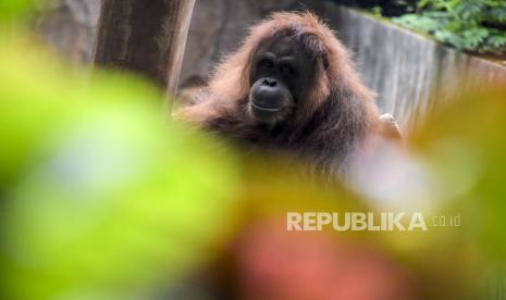 Orangutan. Balai Konservasi Sumber Daya Alam (BKSDA) Kalimantan Barat dan Inisiasi Alam Rehabilitasi (IAR) Indonesia dan tim lainnya melepasliarkan satu individu orangutan jantan ke kawasan hutan lindung Sungai Paduan, Kecamatan Simpang Hilir, Kabupaten Kayong Utara, Senin (13/6/2022).