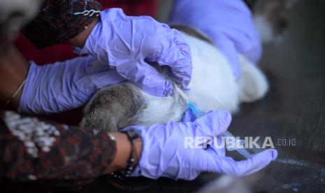 Veteriner menyuntik vaksin rabies pada kucing saat vaksinasi rabies gratis di Kelurahan Wirobrajan, Yogyakarta, Selasa (5/9/2023). Untuk mempertahankan kasus nol penyakit rabies sejak 1997 Dinas Pertanian dan Pangan Kota Yogyakarta mengadakan vaksinasi rabies gratis untuk hewan peliharaan kucing, anjing, dan monyet milik warga yang berdomisili di Kota Yogyakarta. Sebanyak 2.300an vaksin rabies disiapkan untuk vaksinasi yang disebar pada 45 titik kelurahan dan 13 klinik hewan. Kegiatan vaksinasi ini akan berlangsung hingga 27 September mendatang.