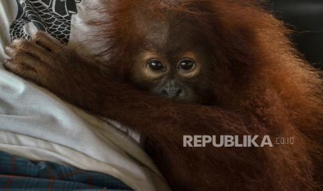 Petugas Selamatkan Bayi Orang Utan yang Dipelihara Warga. Ilustrasi