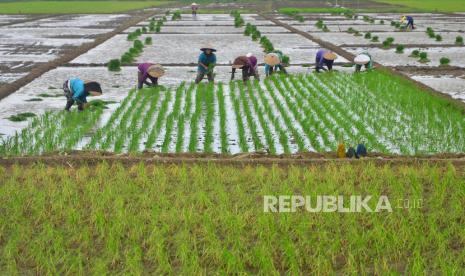 Petani menanam padi di Desa Pasuruan Kidul, Kudus, Jawa Tengah, Ahad (13/12/2020). Badan Pusat Statistik (BPS) mencatat Nilai Tukar Petani (NTP) nasional sebesar 102,86 pada November 2020, naik 0,60 persen dibandingkan NTP bulan sebelumnya yakni 102,25 yang disebabkan kenaikan indeks harga hasil produksi pertanian lebih tinggi dibandingkan kenaikan indeks harga barang dan jasa konsumsi rumah tangga maupun biaya produksi dan penambahan barang modal. 