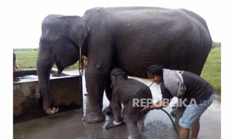 Salah seorang mahout (pawang gajah) Taman Nasional Way Kambas Lampung sedang memandikan gajah di Pusat Latihan Gajah, beberapa waktu lalu. 