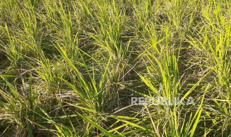 Areal persawahan di Kecamatan Kandanghaur, Kabupaten Indramayu. Menteri Pertanian menyebut stok pangan aman jelang hadapi el nino.