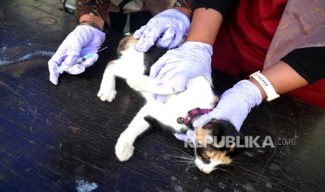 Veteriner menyuntik vaksin rabies pada kucing 