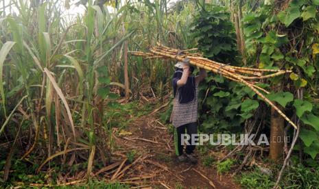 Petani memanen tebu untuk diolah menjadi gula di kebunnya, di Nagari Lawang, Kab. Agam, Sumatera Barat, Sabtu (18/7). Asosiasi Petani Tebu Rakyat Indonesia (APTRI) mengusulkan ke pemerintah untuk meningkatkan harga harga acuan gula tani (HPP) dan HET gula tani.