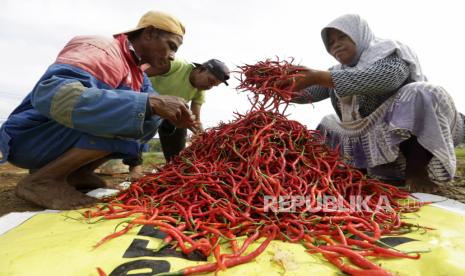 Pekerja memanen cabai di perkebunan cabai di Aceh Besar, Indonesia, 18 Januari 2021. Sektor pertanian memegang peranan penting dalam struktur pembangunan ekonomi nasional Indonesia dengan beberapa ahli berpendapat bahwa lebih dari 60 persen penduduk negara memperoleh pendapatan dari sektor pertanian, kebanyakan di pedesaan di seluruh nusantara.