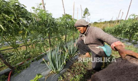  Seorang petani bekerja di ladang bawang merah dan tomat di desa Bale Atu, Bener Meriah, Aceh, Selasa (14/9). Gubernur Bank Indonesia (BI) Perry Warjiyo memperkirakan ekonomi Indonesia akan tumbuh hingga lima persen pada kuartal III 2021.