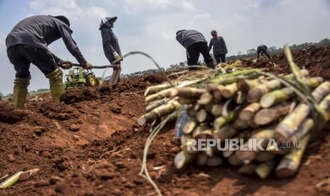 Sejumlah petani menanam benih tebu di areal perkebunan di Desa Pasirbungur, Kecamatan Purwadadi, Kabupaten Subang, Jumat (29/7/2022). PTPN Group melalui subholding sektor gula yakni PT Sinergi Gula Nusantara (SGN) atau Sugar Co berkomitmen membantu pemerintah dalam mencapai swasembada gula.