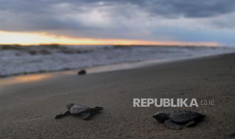 Gubernur NTB Lepas Penyu di Pesisir Pantai Selat Lombok (ilustrasi).