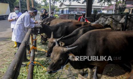 Pontianak Periksa Kesehatan Hewan Qurban. Ilustrasi