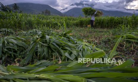 Produksi Jagung di Kendari Capai 649 Ton Tahun 2020 (ilustrasi).