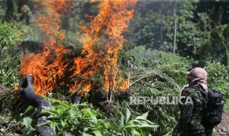 Seorang personil Badan Narkotika Nasional (BNN)  membakar tanaman ganja saat pemusnahan di kawasan pegunungan Seulawah, Desa Indrapuri, Kabupaten Aceh Besar, Aceh, Kamis (15/8/2024). Dalam operasi tersebut, BNN bersama TNI dan Polri menemukan dua lokasi tanaman ganja seluas  dua hektare dan kemudian dimusnahkan dengan cara dibakar , sedangkan pemilik tanaman ganja tersebut tidak berhasil ditangkap. 