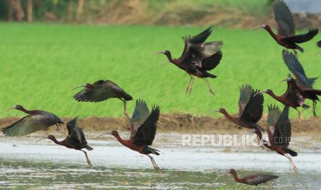 Kurang lebih 3.000 hektare dari 5.900 hektare sawah di Kecamatan Kandanghaur, Kabupaten Indramayu, Jawa Barat, belum bisa memulai masa tanam pada musim tanam gadu atau musim tanam April-September 2021. (Ilustrasi sawah)