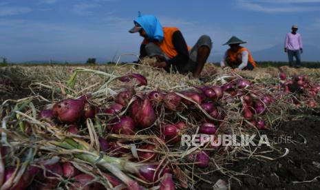 Pemkot Madiun Ajak Petani Dudi Daya Komoditas Bawang Merah (ilustrasi).