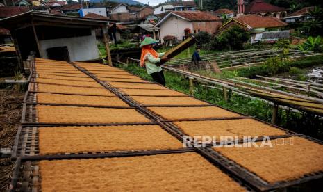 Petani mengeringkan tembakau di Kampung Tembakau, Tanjungsari, Kabupaten Sumedang, Jawa Barat. (ilustrasi)