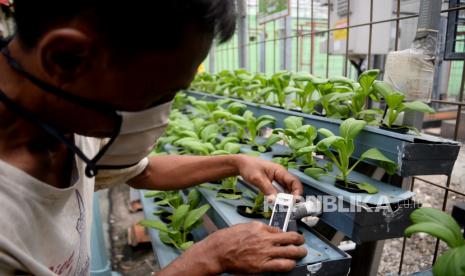 Mahasiswa Unair menemukan inovasi obat PMk dari tanaman kangkung air. (ilustrasi)