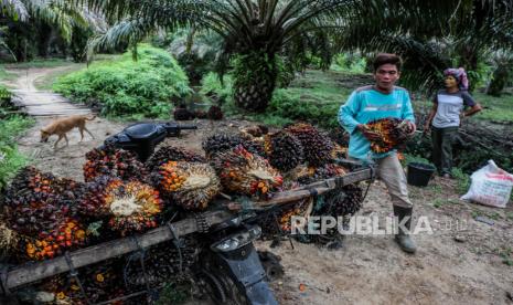 Pekerja kebun sawit (ilustrasi). Satgas Penanganan Covid-19 Provinsi Kepulauan Bangka Belitung (Babel) menyatakan, klaster perkebunan sawit sebagai pemicu utama kenaikan kasus Covid-19 di Kabupaten Belitung.