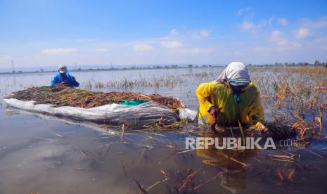 Petani memanen padi di persawahan yang terendam banjir di Desa Wates, Undaan, Kudus, Jawa Tengah, Jumat (3/3/2023). Menurut data BPBD setempat, sebanyak 2.216 hektare sawah di lima kecamatan di wilayah itu terdampak banjir sehingga sebagian petani gagal panen, sementara harga gabah di wilayah tersebut turun dari Rp5.300 per kilogram menjadi harga paling rendah mencapai Rp2.500 per kilogram akibat kualitas padi yang menurun akibat terendam banjir.  