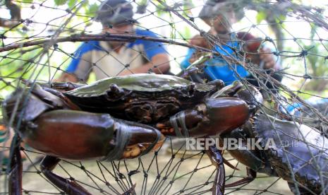 Nelayan mengikat kepiting bakau yang ditangkap di kawasan Desa Alue Raya, Kecamatan Samatiga, Aceh Barat, Aceh, Kamis (30/4/2020). Para nelayan mengaku, dalam sehari mampu mengumpulkan kepiting bakau sebanyak tiga sampai delapan kilogram yang kemudian dijual Rp25