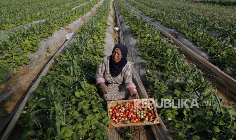  Seorang perempuan Palestina memetik stroberi segar dari kebun keluarganya, pada dini hari di Beit Lahiya, Jalur Gaza utara, Rabu, 6 Januari 2021. Petani di daerah al-Fakhari, Jalur Gaza terpaksa melarikan diri setelah tentara Israel melepaskan tembakan ke arahnya. 