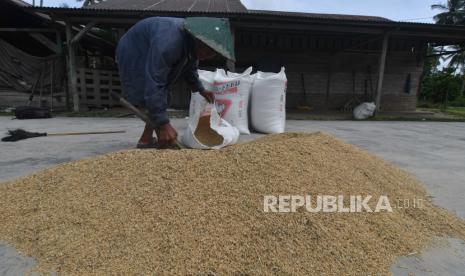 Seorang petani mengumpulkan gabah usai dijemur di Desa Meli, Kabupaten Donggala, Sulawesi Tengah, Ahad (30/5/2021). Pemerintah Provinsi Sulawesi Tengah akan meningkatkan dan memperkuat peran koperasi pertanian untuk dapat menopang pembangunan kesejahteraan petani dari sektor pertanian.