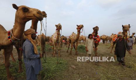 Para pedagang memegang unta mereka sambil menunggu pelanggan di pasar ternak menjelang hari raya Idul Adha atau Hari Raya Kurban, di Lahore, Pakistan