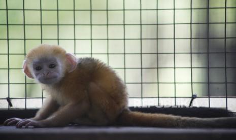 Seekor bayi Lutung Jawa (Trachypithecus auratus) berusia dua belas hari (ilustrasi)