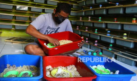 Sebuah penelitian di Hong Kong menyebut hewan hamster dapat menularkan Covid19 kepada manusia. Foto, peternak memberi makan hamster.  (ilustrasi)