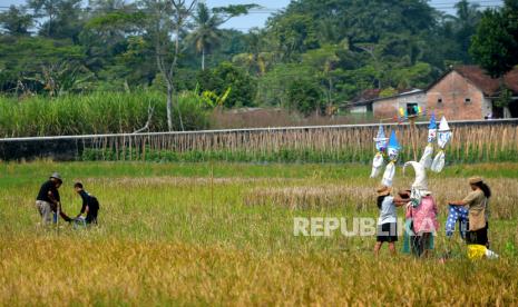 Warga menghias orang-orangan sawah saat Festival Van Der Wick 2023 di Banyurejo, Sleman, Yogyakarta, Jumat (2/6/2023). Lomba membuat dan menghias orang-orangan sawah ini diikuti oleh warga sekitar dengan menggunakan bahan-bahan daur ulang dan bahan alami. Berbagai bentuk dan model orang-orangan sawah dibuat oleh beberapa peserta yang ikut. Dahulu orang-orangan sawah ini digunakan petani untuk negusir hama burung jelang panen padi. Acara ini merupakan dari Festival Van Der Wijck yang bertempat di kanal Van Der Wijck.