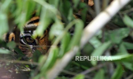 Seekor harimau sumatera (panthera tigris sumatrae) berada dalam perangkap di Jorong Ingu, Nagari Simpang Tanjung Nan Ampek, Kecamatan Danau Kembar, Kabupaten Solok, Sumatera Barat, Senin (7/12/2020). Tim BKSDA menggunakan perangkap, kembali menangkap seekor harimau sumatera berjenis kelamin jantan yang sudah meresahkan warga setempat sejak sepekan terakhir. 