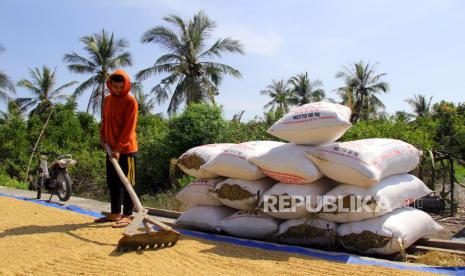 Seorang petani mengeringkan padi di Kecamatan Sinaboi, Rokan Hilir, Riau, Kamis (4/3/2021). Produksi padi nasional tahun 2020 sebesar 55,16 juta ton gabah kering giling atau mengalami surplus 556,51 ribu ton naik 1,02 persen (YoY) dibandingkan produksi tahun 2019 sebesar 55,60 juta ton, kenaikan produksi padi tersebut didukung dengan penambahan lahan panen seluas 108,93 ribu hektar menjadi 10,79 juta hektar.