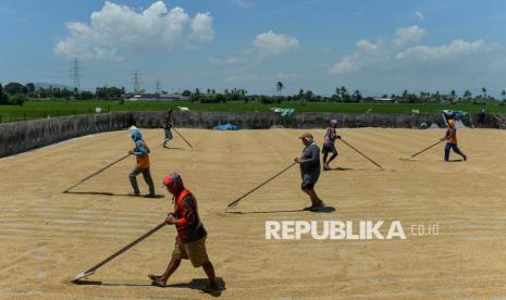 Pekerja menjemur gabah di Kasemen, Kota Serang, Banten, Kamis (2/1/2025). Pemerintah menaikkan Harga Pembelian Pemerintah (HPP) gabah dari Rp6.000 menjadi Rp6.500 per kilogram sebagai upaya untuk mendukung pencapaian target swasembada pangan. 