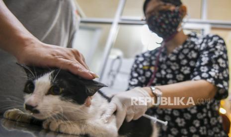 Petugas mempersiapkan operasi sterilisasi kucing.