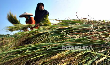 Kartu Tani berfungsi sebagai asuransi saat lahan pertanian terkena bencana (Foto: ilustrasi petani)