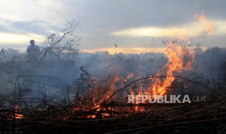 Kobaran api menyala dari lahan gambut yang terbakar di Desa Peunaga Cut Ujong, Meureubo, Aceh Barat, Aceh, Rabu (10/6/2020). Kebakaran lahan gambut yang terjadi sejak sepekan terakhir terus meluas yang diakibatkan angin kencang disertai suhu udara panas. Lahan gambut ini akan dijadikan pengembangan lahan pangan nasional oleh pemerintah. 