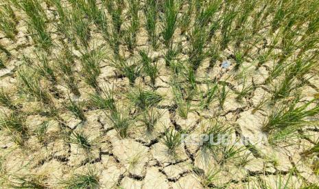 Para petani dari Kelompok Tani Subur Tani Desa Pabuaran, Kecamatan Sukamakmur, Kabupaten Bogor, di sawah seluas 7,5 Hektare yang mengalami gagal panen pada tahun ini, Senin (25/9/2023). Distanhorbun Kabupaten Bogor, mencatat ada hampir 600 Hektare sawah di 24 Kecamatan se-Kabupaten Bogor dilaporkan terdampak bencana kekeringan pada 2023. 