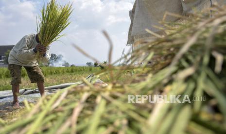 Petani merontokkan padi di lahan persawahan di Soreang, Kabupaten Bandung, Jawa Barat, Senin (6/11/2023) (ilustrasi). 