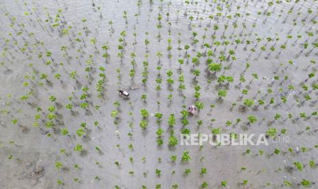 PKT melakukan penanaman 1.500 bibit mangrove di area konservasi mangrove Telok Bangko, Kelurahan Loktuan Bontang Utara, Kalimantan Timur. (ilustrasi)