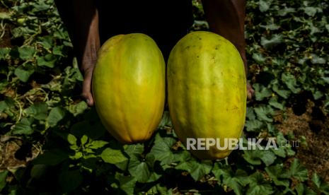 Buah Timun Suri yang sudah dipanen di kawasan Kemang, Kabupaten Bogor, Jawa Barat, Selasa (13/4). Timun Suri menjadi salah satu buah khas untuk menu berbuka puasa di bulan Ramadhan. Resep Minuman Buka Puasa: Es Timun Suri