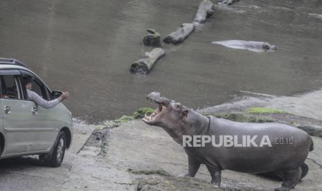 Pengunjung memberi makan Kuda Nil (Hippopotamus amphibius) di Taman Safari Indonesia (TSI), Bogor. 