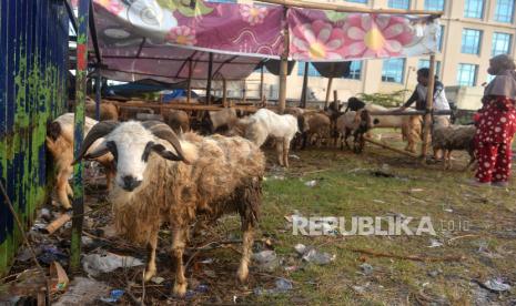  DIY Ketatkan Biosecurity di Pos Lalin Ternak. Foto:  Pembeli memilih hewan qurban kambing dan domba di Ngampilan, Yogyakarta, Rabu (6/7/2022). Untuk kebutuhan hewan kurban 2022 Yogyakarta masih defisit domba. Kebutuhan domba untuk qurban sebanyak 19.202 ekor, sedangkan yang tersedia hanya 17.610 ekor sehingga kurang 1.594 ekor.