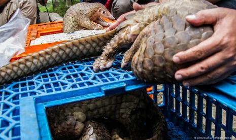 Pandemi Virus Corona Berkaitan dengan Perusakan Alam