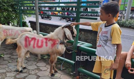 Bolehkah Kurban Satu Kambing untuk Sekeluarga? Foto - Anak kelas IV Sekolah Dasar (SD) dan kambing yang akan dikurbankan. 