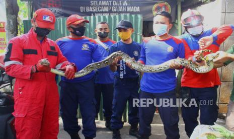 Anggota tim Animal Rescue dari Dinas Pemadam Kebakaran (Disdamkar) mengevakuasi seekor ular sanca kembang (Malayopython reticulatus) sepanjang tiga meter yang ditemukan di sebuah warung kopi di Jalan Gajahmada, Malang, Jawa Timur, Jumat (3/9/2021). Dalam tiga hari terakhir tim Animal Rescue Disdamkar setempat telah menerima laporan dan mengevakuasi empat ekor ular dari rumah warga. 