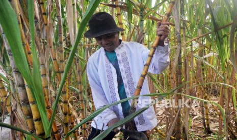 Petani memanen tebu untuk diolah menjadi gula di kebunnya (ilustrasi). Dewan Pimpinan Nasional Asosiasi Petani Tebu Rakyat Indonesia (DPN APTRI) mendesak pemerintah segera merevisi  acuan harga pokok pembelian (HPP) maupun harga eceran tertinggi (HET) gula tani yang sudah enam tahun tidak naik.