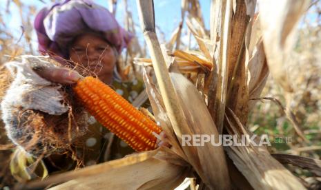 Petani memanen jagung kualitas unggul (ilustrasi)